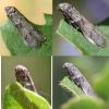 Blastobasis glandulella